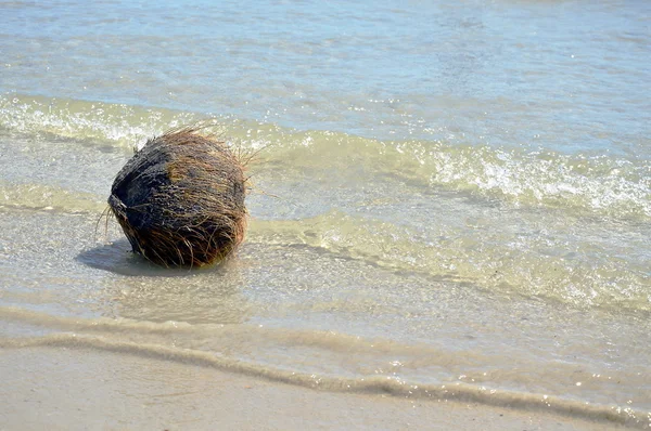 Gamla kokos på stranden — Stockfoto