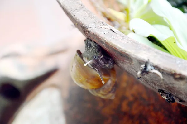 Slug under flowerpot — Stock Photo, Image