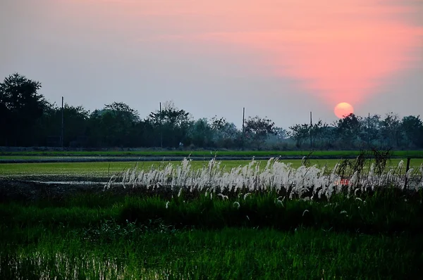 Trawa kwiat pole na zachód słońca — Zdjęcie stockowe