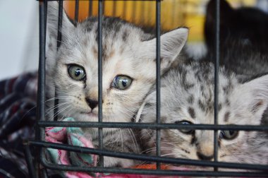 Yavru kedi içinde belgili tanımlık kafes