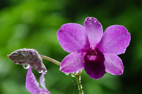 Dendrobium-Orchidee — Stockfoto