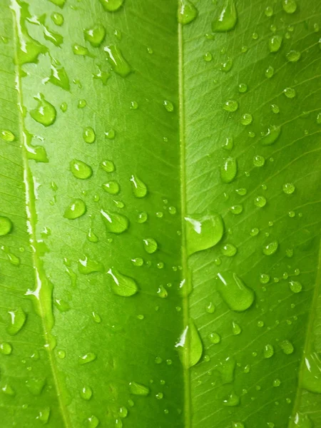 Goutte d'eau sur les feuilles — Photo