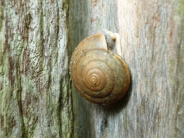 Slug on the wooden wall — Stock Photo, Image