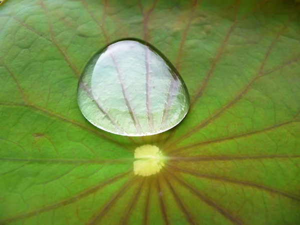 Капля воды на листьях лотоса — стоковое фото