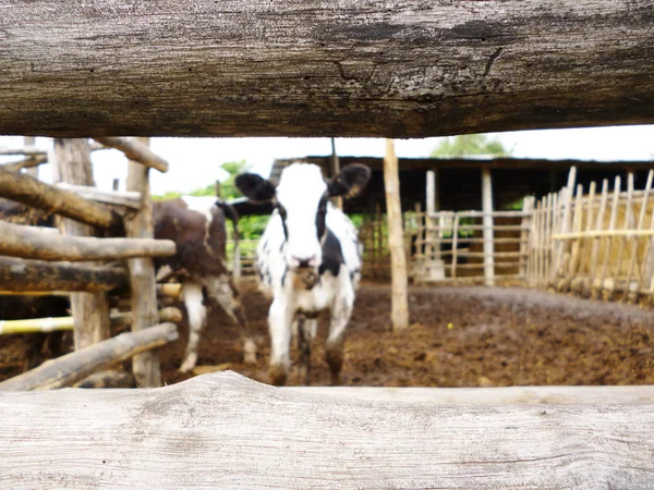 Vache floue derrière la clôture — Photo