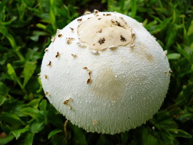 Beyaz daire mantar çim sahada