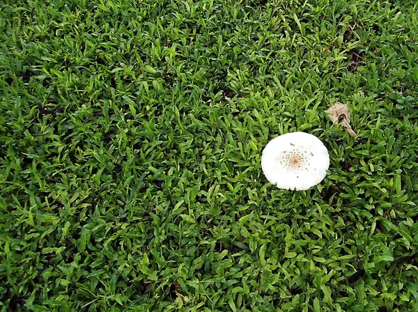 Witte cirkel paddestoel op het grasveld — Stockfoto