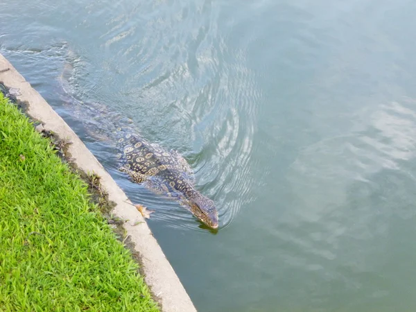 Varanus salvator swimming in the lake — Stock Photo, Image