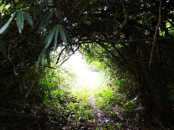 Tunnel des arbres — Photo