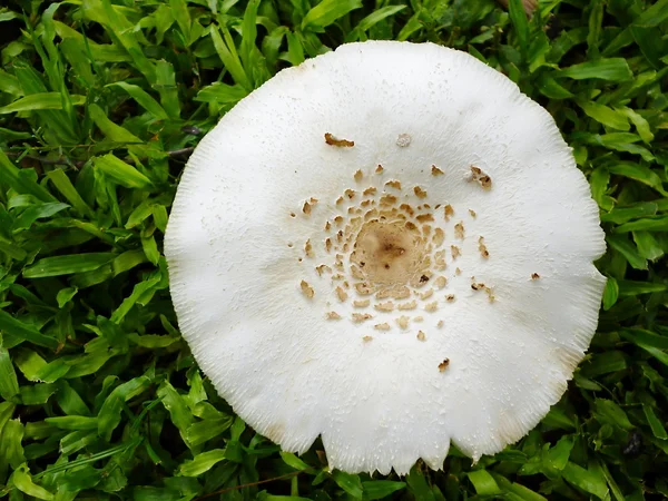 Fungo di cerchio bianco — Foto Stock