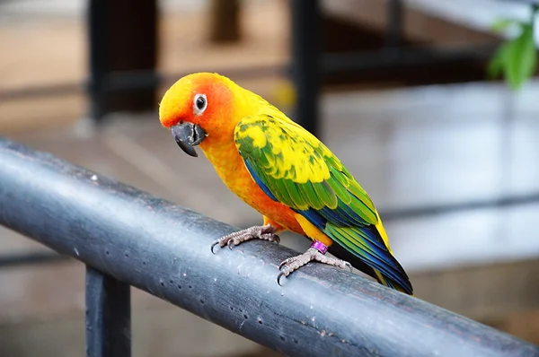 Loro colgando de tronco de hierro — Foto de Stock