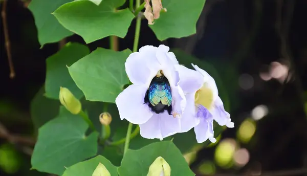 Joya escarabajo alimentación néctar — Foto de Stock