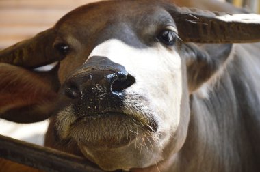 gruptaki Tay buffalo