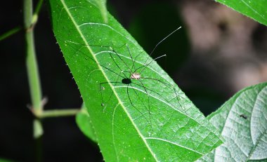 yaprak uzun bacak örümcek