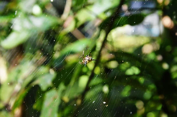 Batik golden spider web — Stockfoto