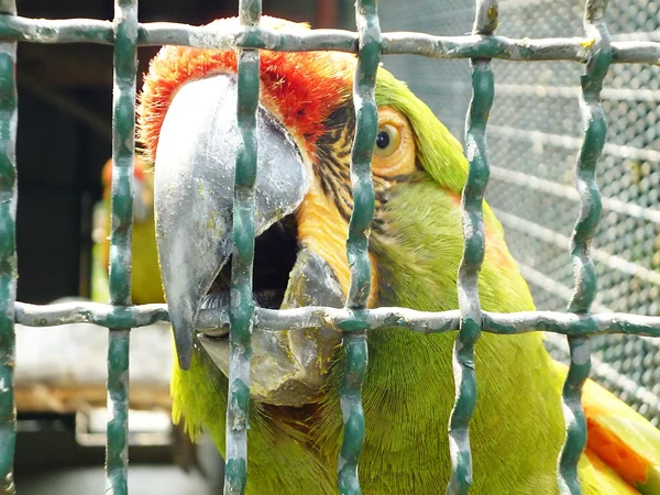 Papoušek v kleci — Stock fotografie