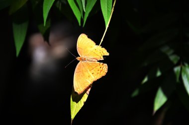 yaprak üzerinde Kelebek