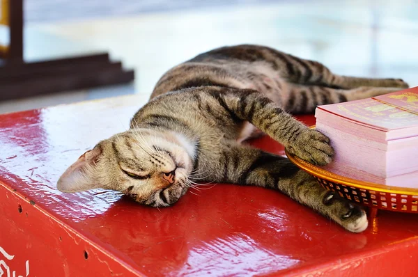Кот спит на красной коробке для пожертвований — стоковое фото