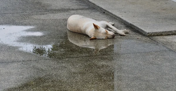 Собачий сон на мокрой земле — стоковое фото