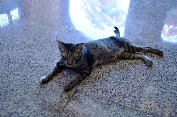 Cat and dragon reflection — Stock Photo, Image