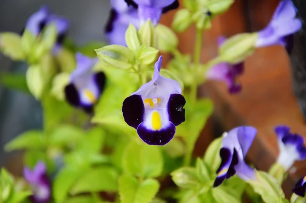 Flor violeta azul — Foto de Stock