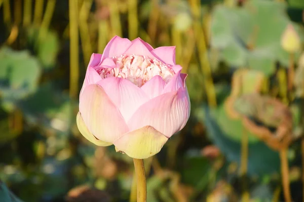 Lótus rosa na piscina — Fotografia de Stock