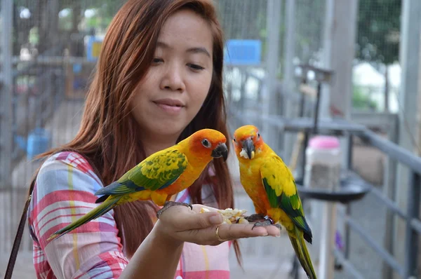 Папуга годування на руці жінки — стокове фото