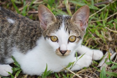 çim sahada yavru kedi