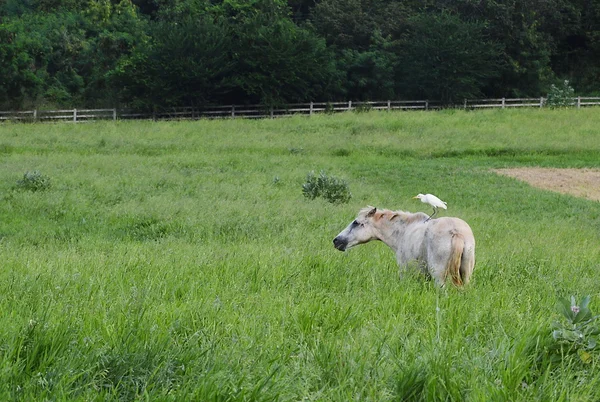 Garza a caballo — Foto de Stock