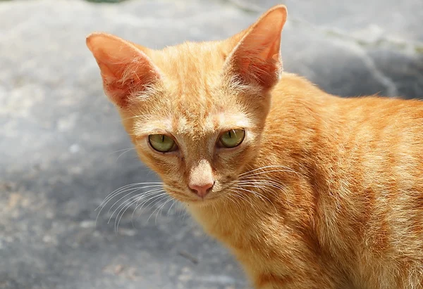 Orangefarbenes Katzenauge — Stockfoto