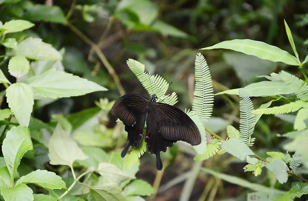 Farfalla nera sulla foglia — Foto Stock