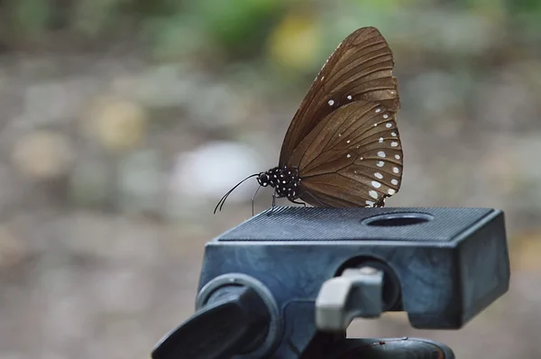 Farfalla sulla testa del treppiede — Foto Stock