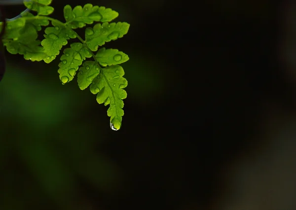 Wassertropfen vom Farnblatt — Stockfoto