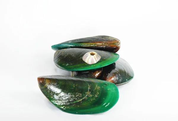 Asijské zelených mušlí a barnacle — Stock fotografie