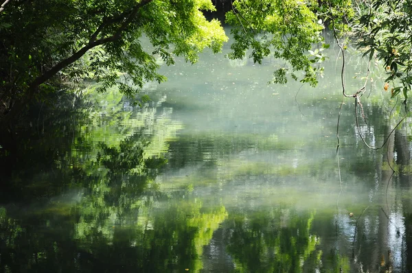 Reflexão de árvore — Fotografia de Stock