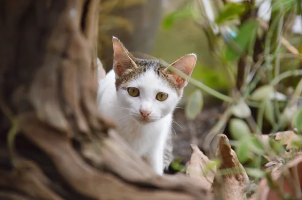 Kitten achter de boom — Stockfoto
