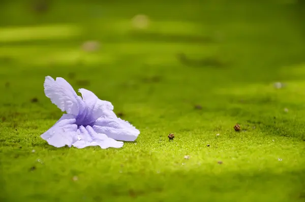 Purple flower on moss — Stock Photo, Image