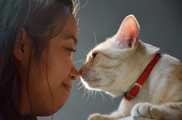kadın ve kedi burun çarpışma