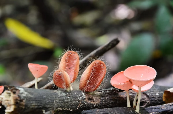 Funghi tazza di fungo — Foto Stock