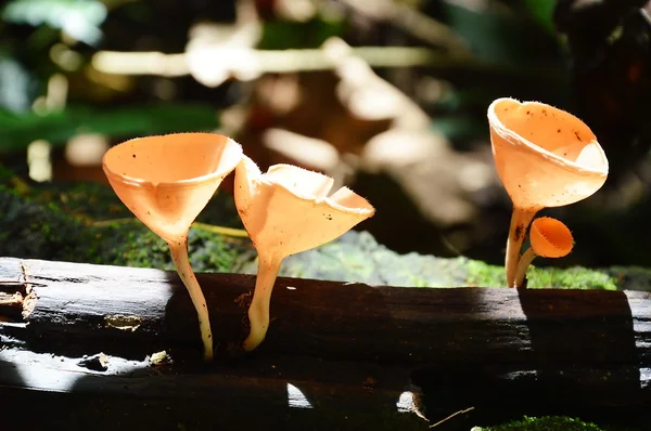 Funghi tazza di fungo — Foto Stock