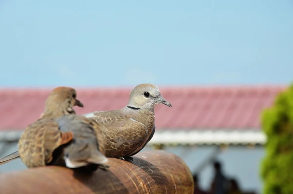 Doves on iron log — Stock Photo, Image