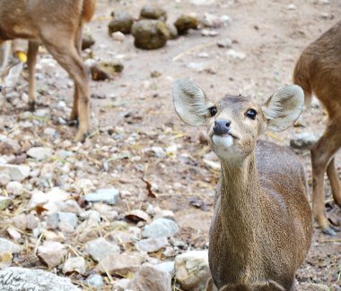 Bebek gıda için yalvarıyor geyik benekli