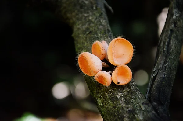 Coupe de champignons sur la branche — Photo