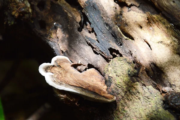 Champignon sur le tronc — Photo