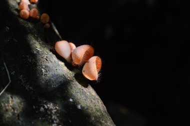 ormanda mantar Kupası