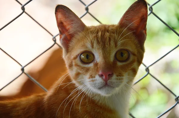 Imbir cat przed żelaza netto — Zdjęcie stockowe