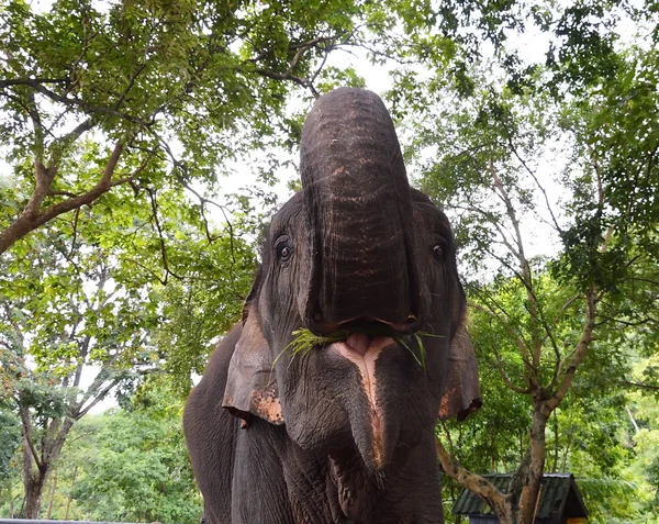 Elefante elevador tronco implorando por alimentação — Fotografia de Stock