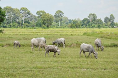 Tay kürek alanında besleme mandalarla