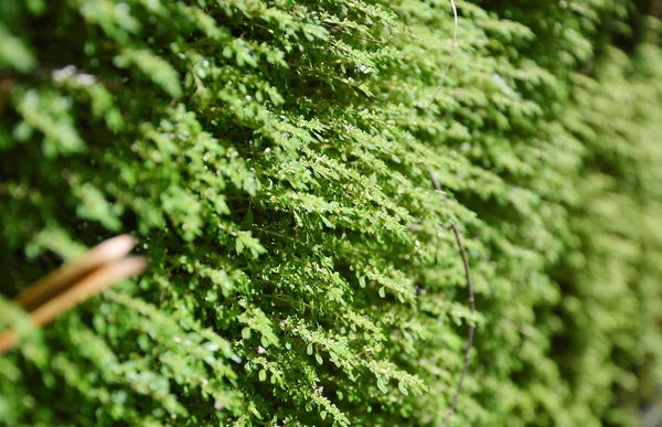 墙上的蕨类植物 — 图库照片