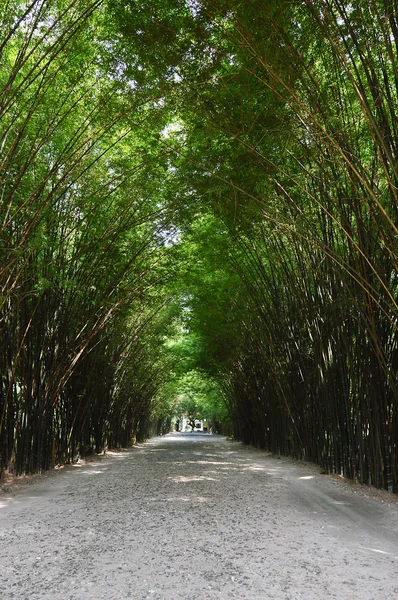 Tunnel en bambou — Photo